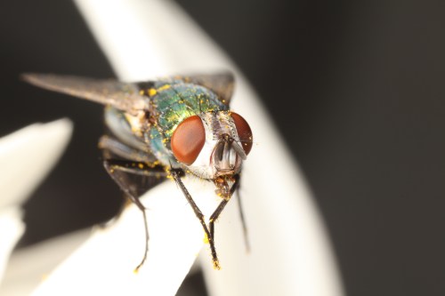 Blow fly covered in pollen grains (Photo: Mike Hraber).