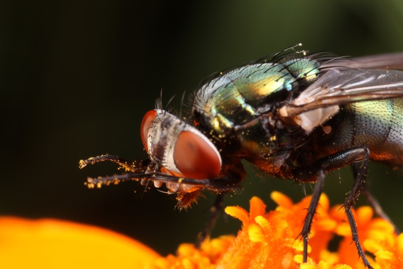 The halteres are the tiny drumstick-like wings. Located on this photo just beneath the large wings between the thorax and abdomen (Photo: Mike Hraber).