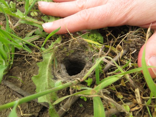 Gallery entrance of the Romanian tarantula