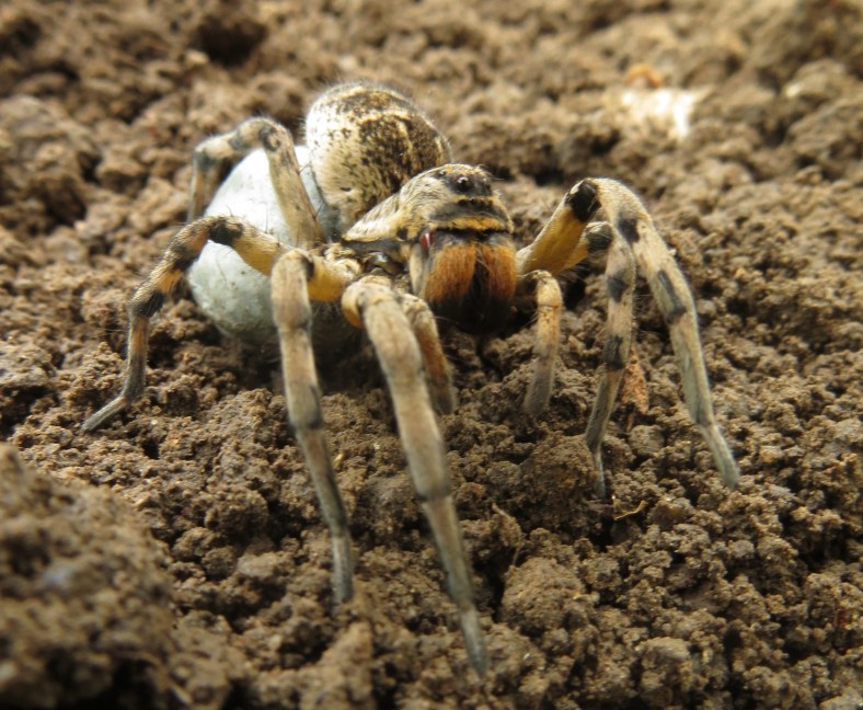 Female Romanian tarantula with egg sack.