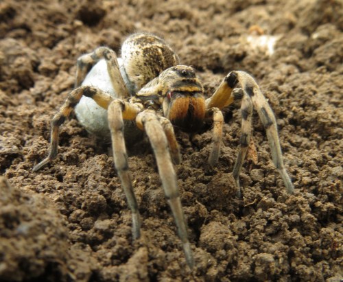 Female Romanian tarantula with egg sack.