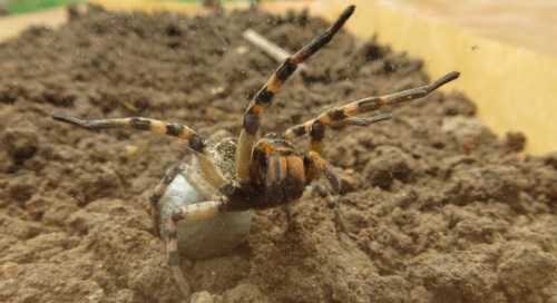 Black ventral side of the spider.