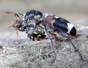 A "wolf beetle" overpowering a longicorn beetle, Hungary, Gerence Highlands. [Photo: Sig]