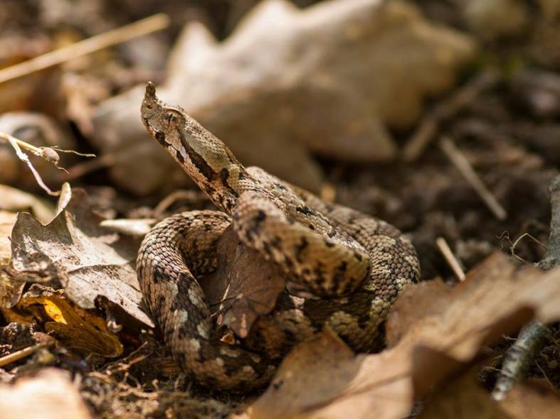 Vipera_ammodytes ammodytes_VGavril