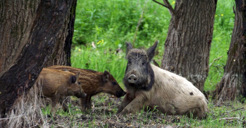 Danube Delta,UNESCO,Biosphere Reservation,traditional food,people,landscape,food Danube delta,carp traditional,sturgeons