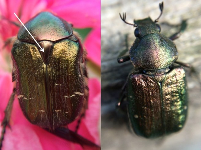 The Rose Chaffer is similar to the Noble beetle with the exception that its scutellem is shaped like an isoseles triangle. The Noble beetle is rare and has a scutelum shaped like a equalateral triangle.