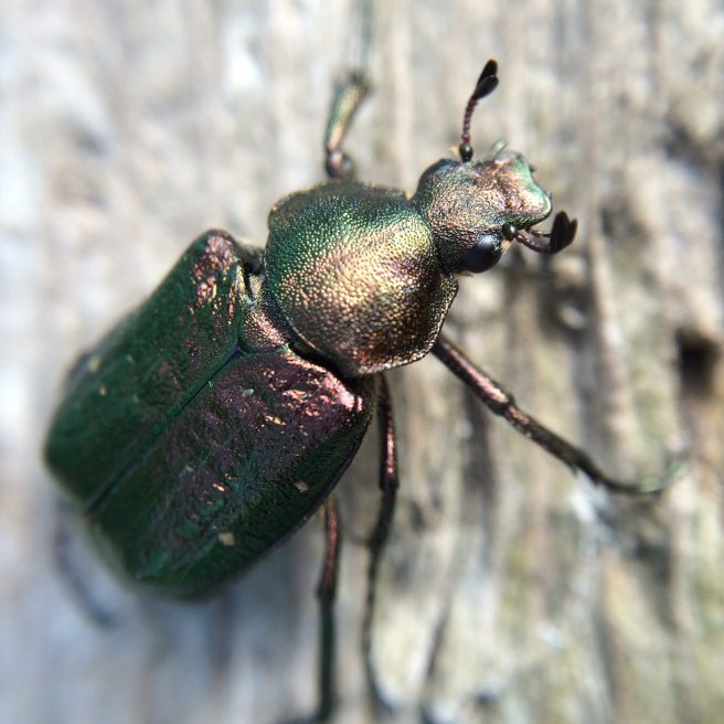 Noble chafer, Gnorimus nobilis, (Family Scarabidae), Iron Gates Natural Park, Romania